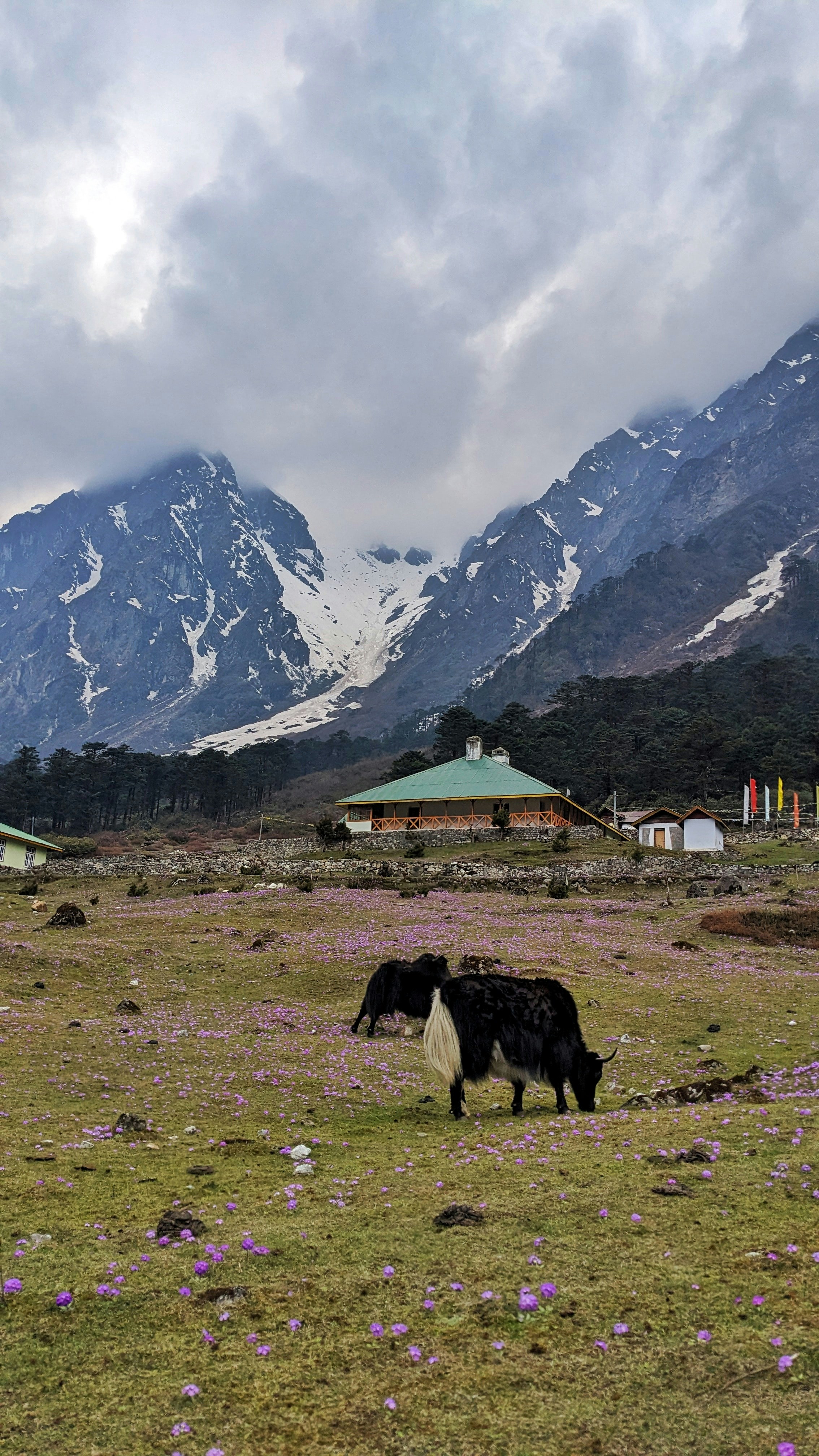 Yumthang Valley flower meadows in full bloom
